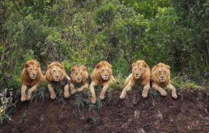 Mapogo Lions