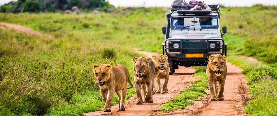 Sabi Sand to See Mapogos