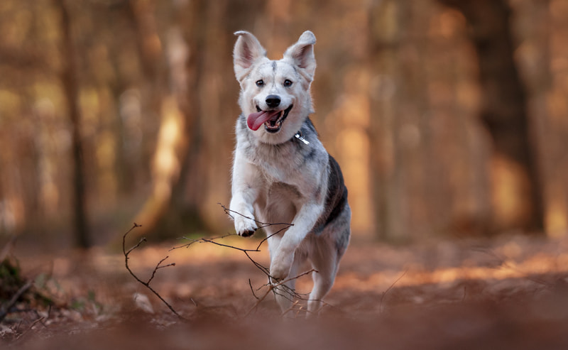 9 Outdoor Activities You Can Enjoy With your Dog