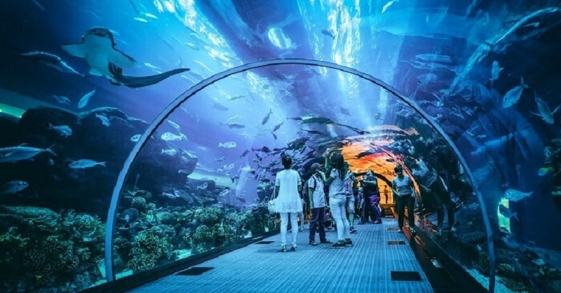 Top 5 incredible Aquarium and Underwater Zoo in Dubai & Abu Dhabi!
