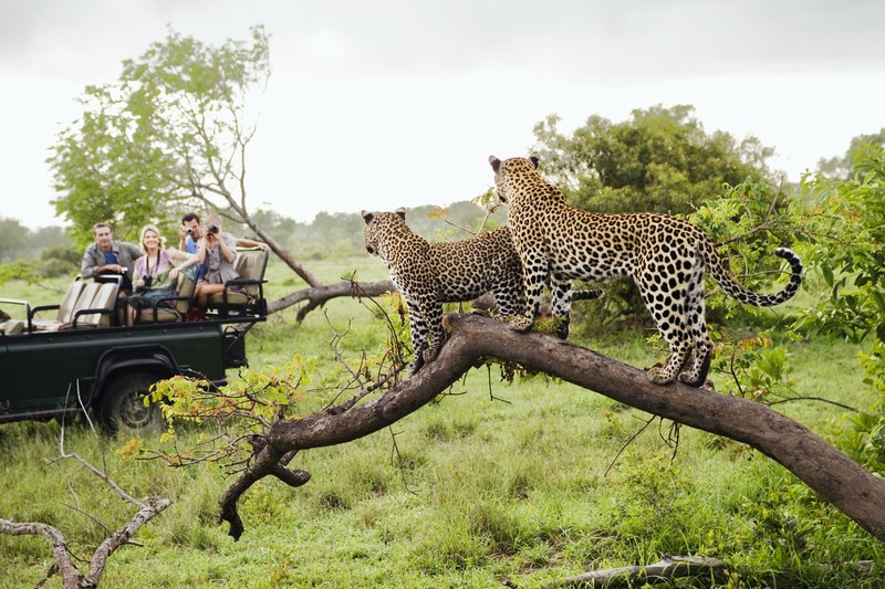 Some of the Best Places to Visit and Stop by When Visiting the South African Safari –