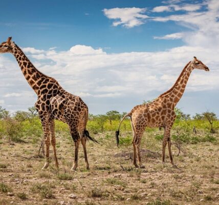 Discover the Admirable Wildlife at the Etosha National Park